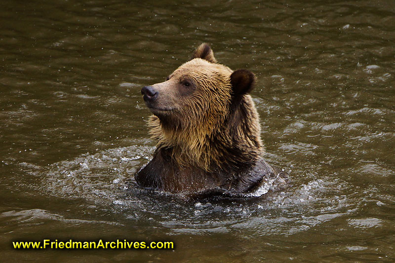 bear,bears,nature,wild,brown,wild,fuzzy,water,